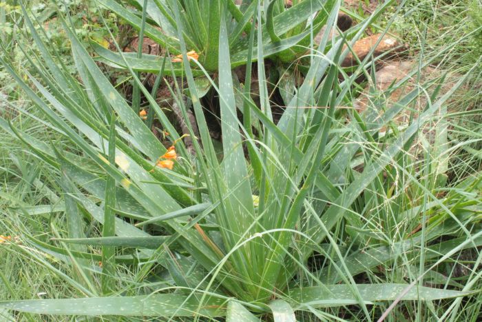 Aloe neilcrouchii | PlantZAfrica